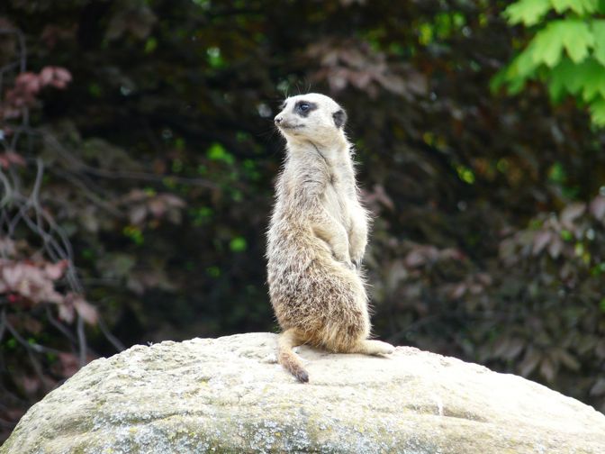 Zoo de Londres