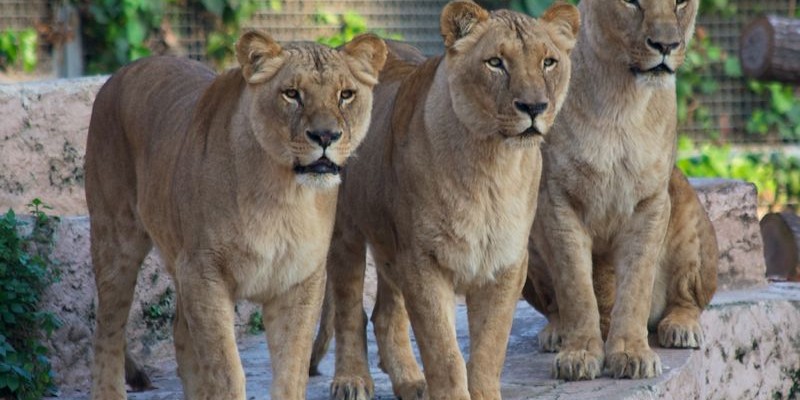 El Zoológico de Barcelona