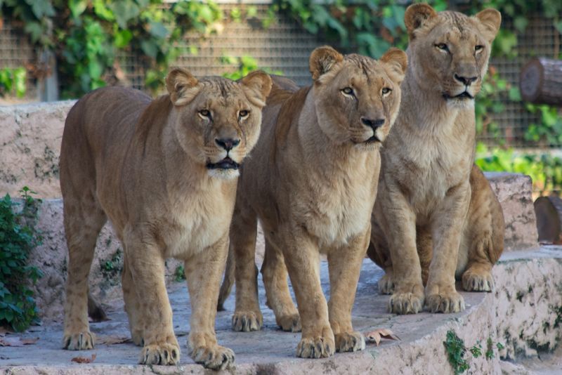 El Zoológico de Barcelona