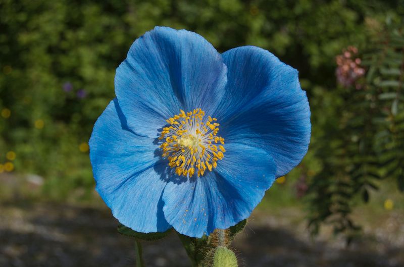 Jardín Botánico Ártico-Alpino de Tromso