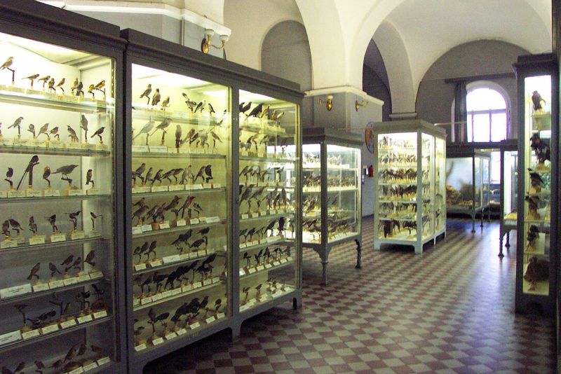 Museo Zoológico de San Petersburgo